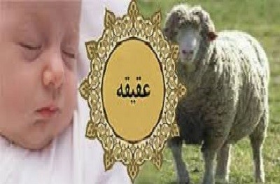 سپاس ازنیکوکاران عزیز  بابت اهدای گوسفندان عقیقه فرزندان