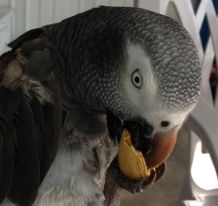 خوراکی و مواد سمی که نباید پرنده کاسکو از آنها تغذیه کند را بشناسید