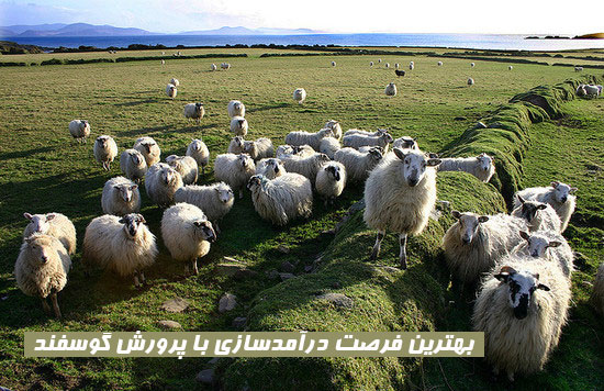 سی دی پرورش گوسفند