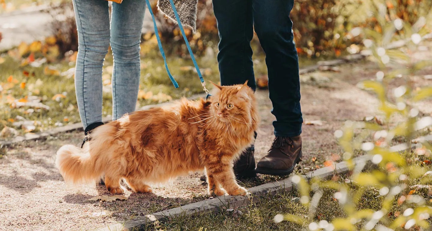 چگونه راه رفتن با قلاده را به گربه آموزش بدهیم؟