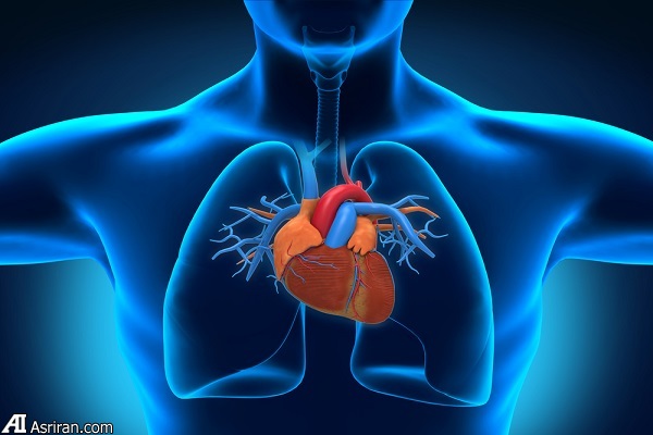 فیزیولوژی قلب و ریه در فعالیت ورزشی