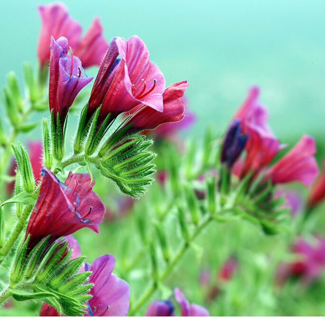 گاوزبان، موثر در کاهش تب و سرماخوردگی