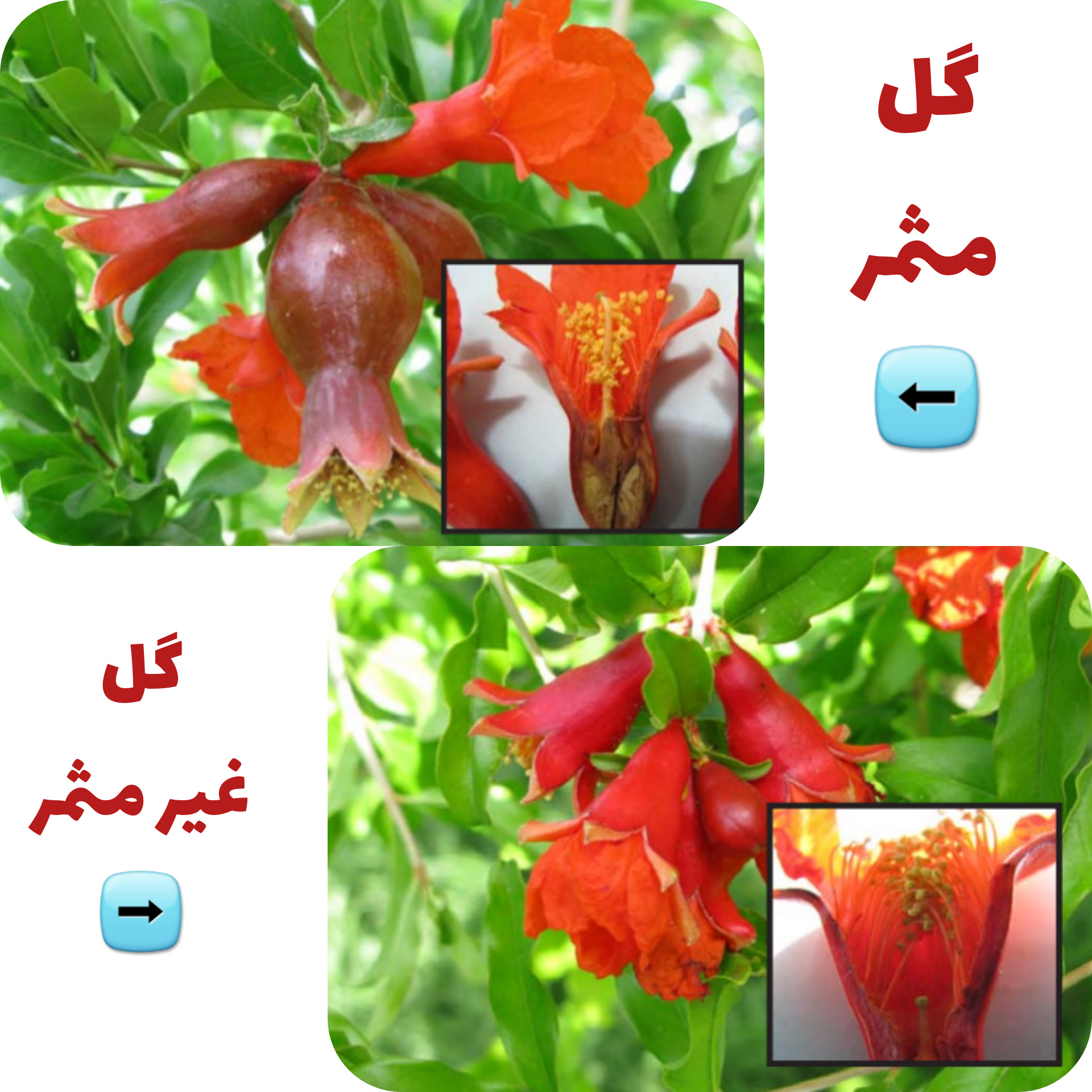 گل ثمری و گل بی ثمر در درخت انار