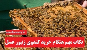 بهترین زمان برای خرید کندوی زنبور عسل در شرایط ایران
