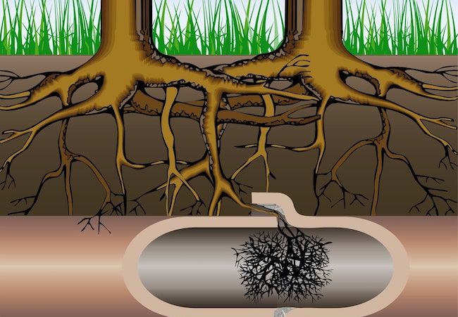 ترکیدگی لوله فاضلاب بر اثر فشار ریشه درختان