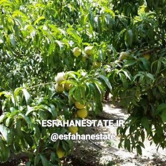 فروش باغ 1600 متری در سروش بادران اصفهان