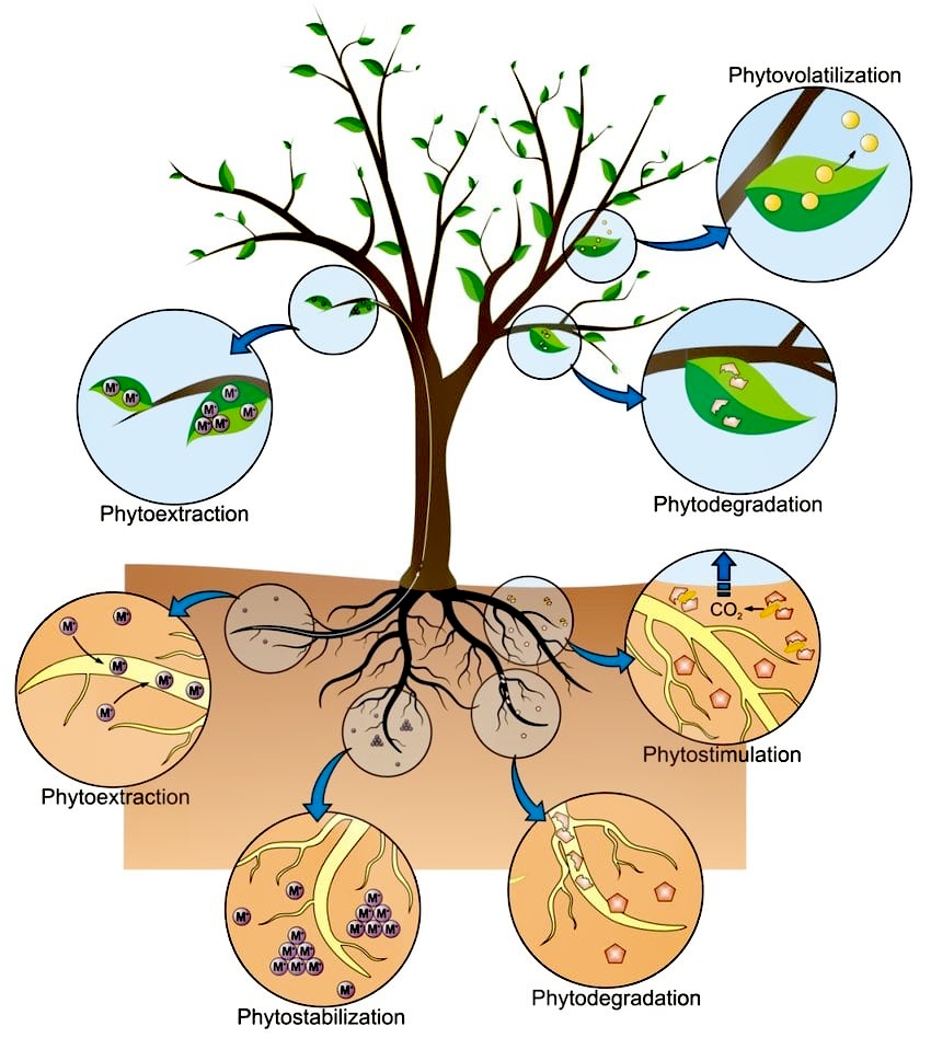 مکانیزم های گیاه پالایی