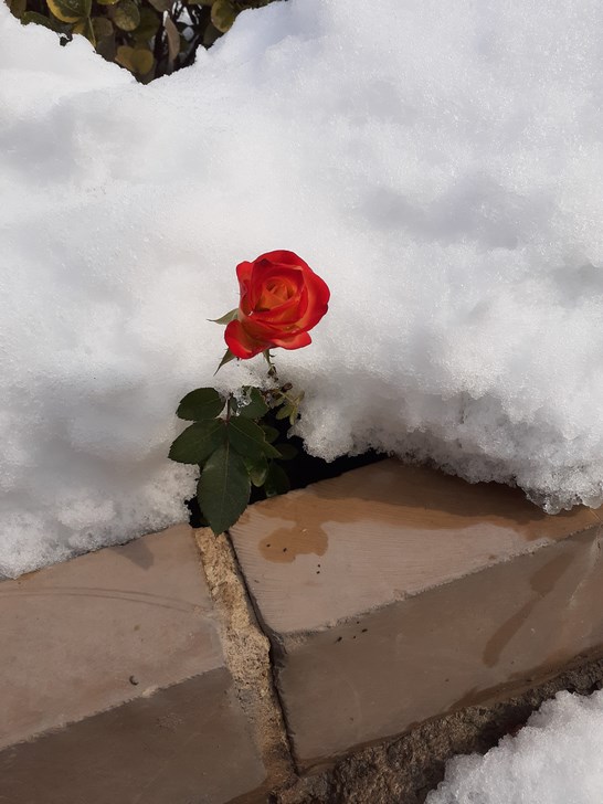 تصویر گل، دانلود عکس های گل، گل قرمز در برف، تصویر پس زمینه گل، گل زیبا-  red flower background - white flower