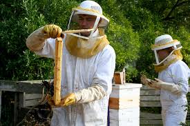 آموزش زنبورداری و عسل درمانی