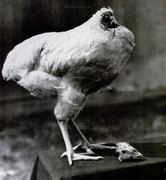 مرغ زنده، بدون سر!