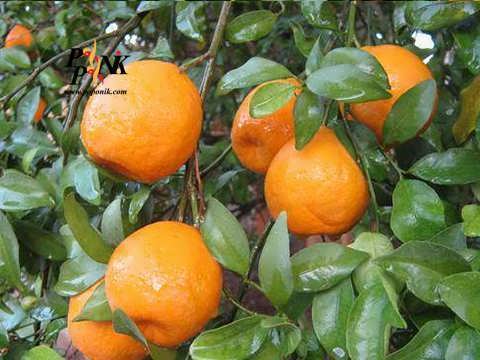 چرا برخی از نارنگی ها پفکی می شوند؟