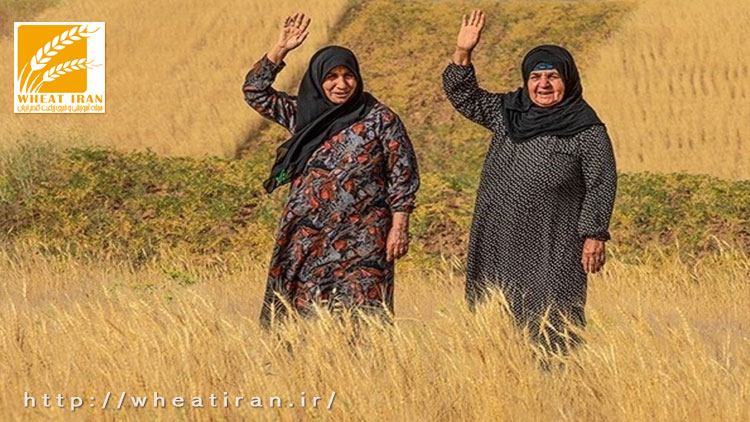پرداخت ۹۰ درصد پول گندمکاران/ تسویه مابقی مطالبات تا پایان این هفته