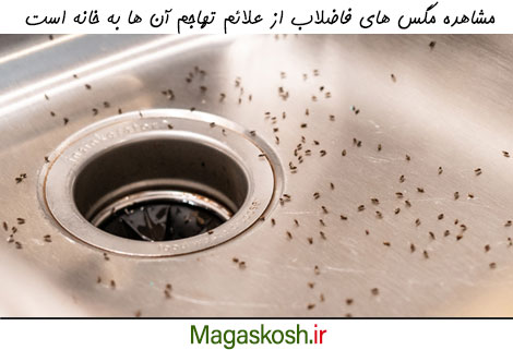 یکی از علائم تهاجم مگس های فاضلاب، مشاهده آنها در حمام یا آشپزخانه است