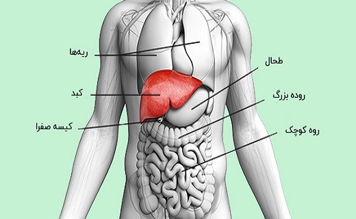 کبد انسان