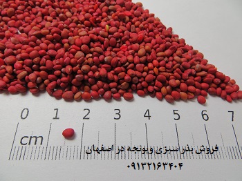 فروش بذر سبری ویونجه در اصفهان