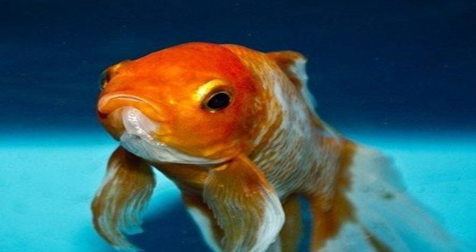 مخاطرات نگه‌داری ماهی قرمز در منزل