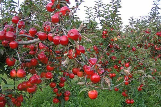 صادرات ۲۲ هزار تن کنسانتره سیب از گمرکات آذربایجان غربی