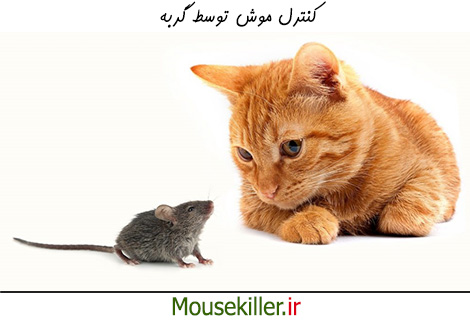 کنترل موش با گربه ها