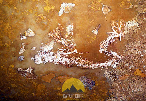 اسکلت های کشف شده در غار کتله خور