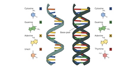 مروری بر ساختار و عملکرد میکروRNAها و نقش آنها در پدیده های زیستی مانند سرطان