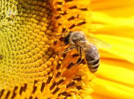 Breeding apiaries foreverliving 5