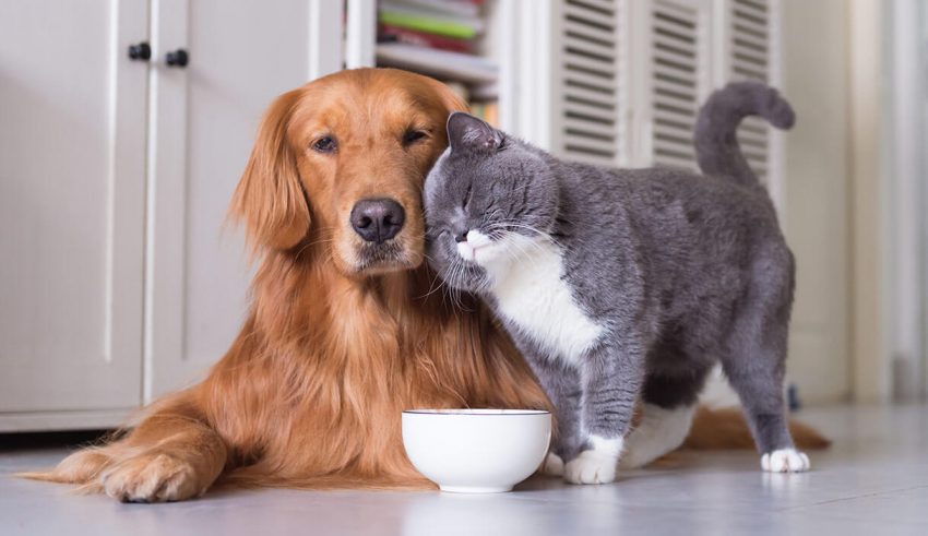 غذای سگ و گربه 