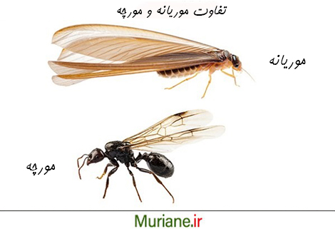 تفاوت موریانه و مورچه