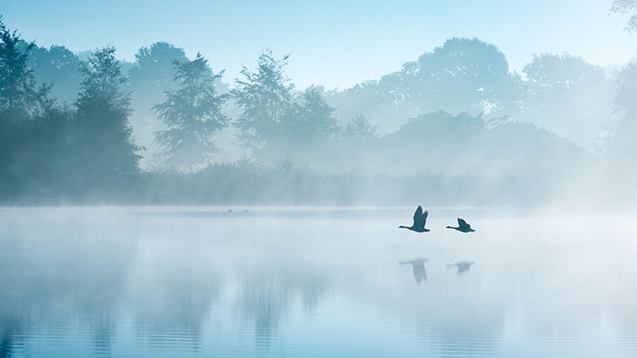 The-Netherlands-Autumn-September-Lake-Morning-Fog-Birds-Geese