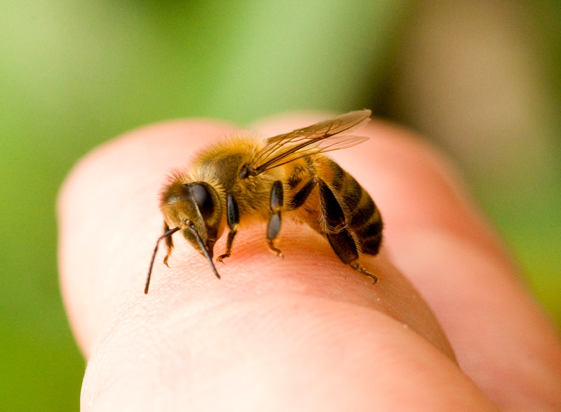 زنبور عسل و زهر 