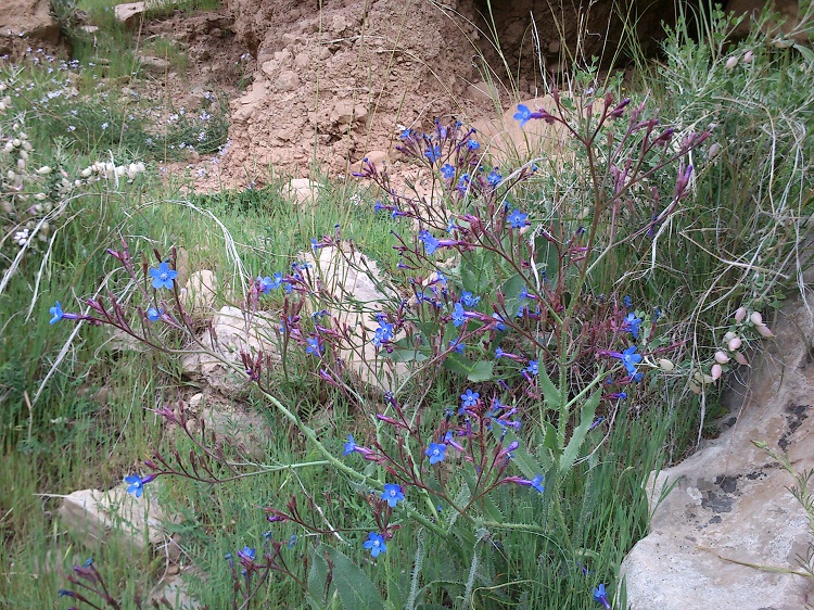 گل های زیبا از طبیعت دزفول 1 گروه کوهپیمایی رویش دزفول