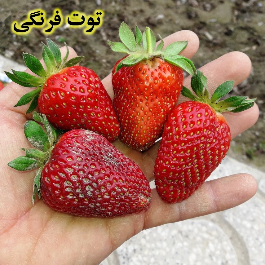 راهنمای پرورش توت فرنگی در باغچه