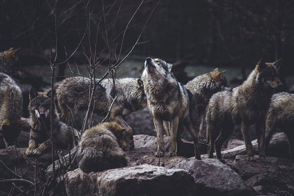 دره‌ی گرگ‌ها