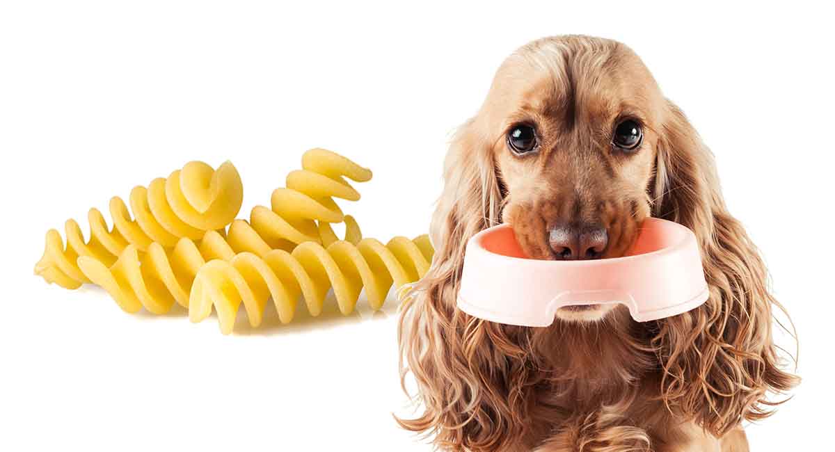 آیا خوردن ماکارونی برای سگ ضرر دارد؟