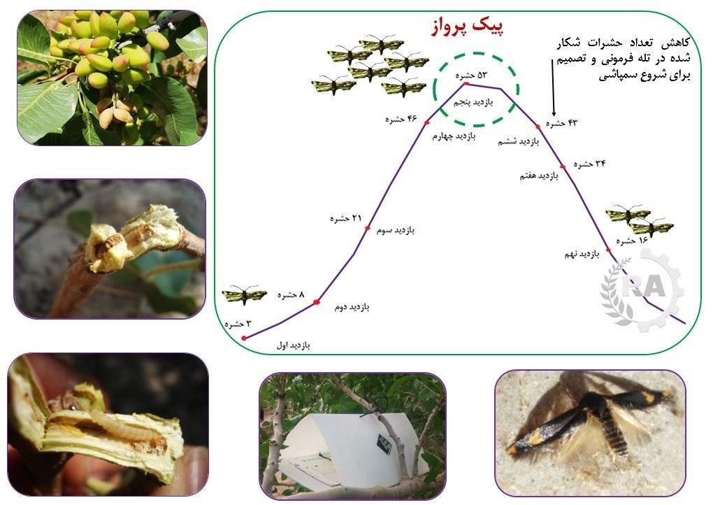 کاربرد فرمون در تعیین زمان مبارزه شیمیایی