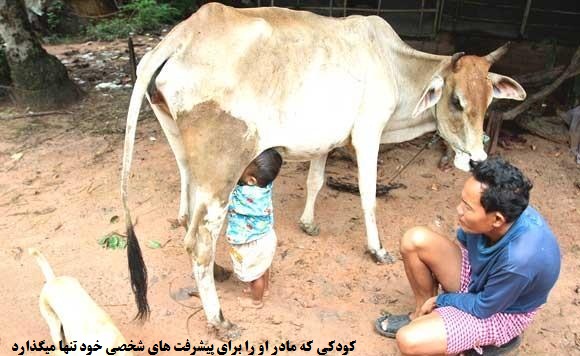 شیر خوردن کودک از پستان گاو به جای مادر کودک بی مادر