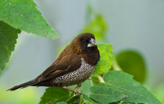 بررسی آواز خواندن در پرندگان: شباهت با انسان