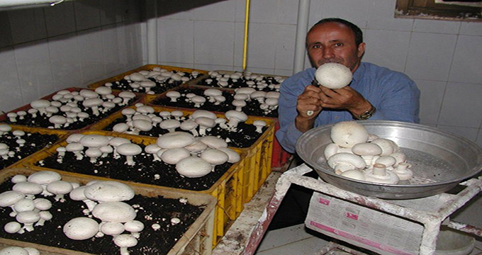 این قارچها را بدون نگرانی بخورید
