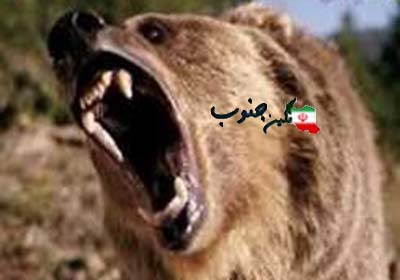 حمله وحشتناک خرس وحشی به جوان ایذه ای/ عکس 18+