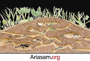 مورچه ها می توانند کشاورزی کنند