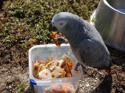 طوطی کاسکو در حال خوردن غذای چرب