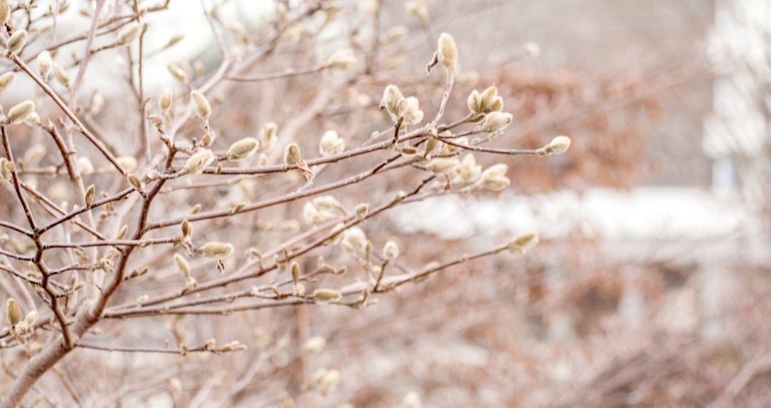 سرمازدگی بهاره در خانواده گیاهی رزاسه+راه حل کاهش خسارت