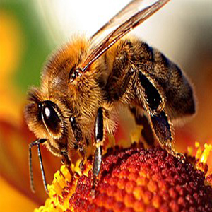 50 نکته جالب درمورد زنبور عسل