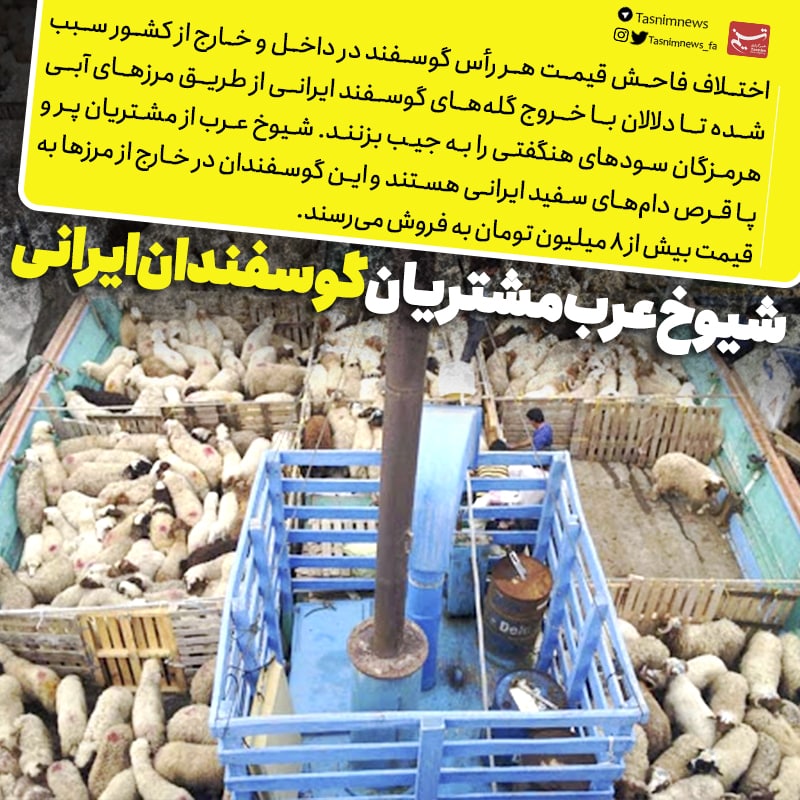 ❇️ شیوخ عرب مشتریان پر و پا قرص گوسفندان ایرانی