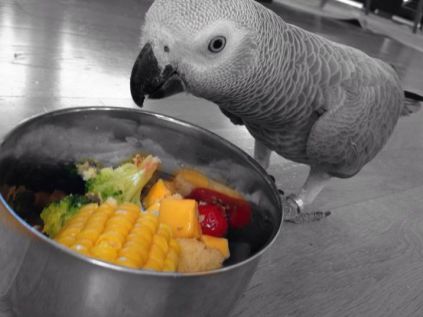 طوطی کاسکو در حال خوردن سبزی، میوه و دانه جات