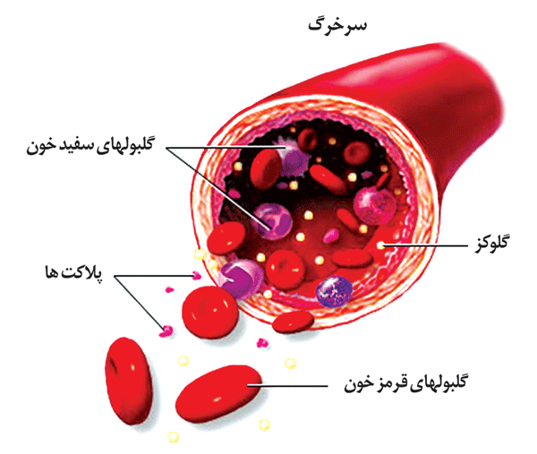 کلبول های قرمز خون