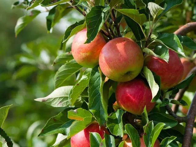 فواید مصرف سیب گلاب