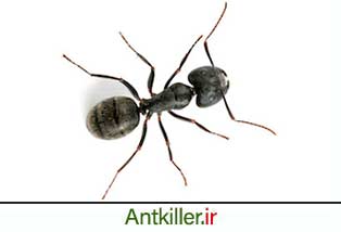 مورچه سیاه کوچک