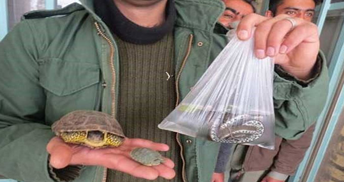 کشف ۳۰۰۰ لاک‌پشت و مارآبی در آستانه نوروز