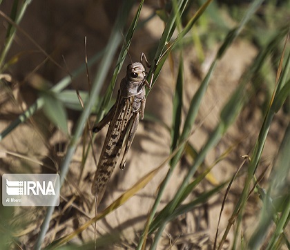 اعلام رفع تهدید آفت ملخ صحرایی از ۴۰ درصد گندم کشور
