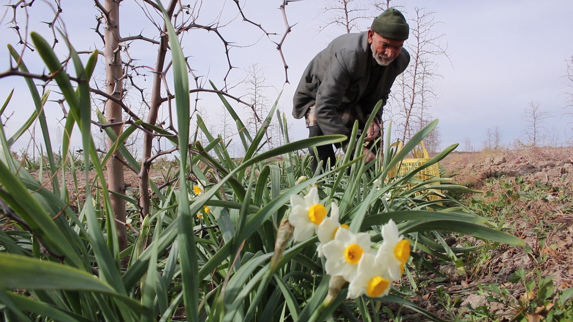 برداشت گل نرگس در خراسان جنوبی کاهش یافت|تولید ۱۹ میلیون شاخه گل